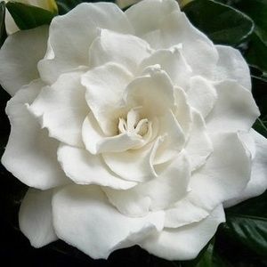 Meet your Posher, Isabell